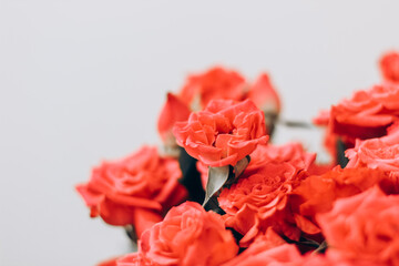 Small red bush roses on a white background with a place for text.
