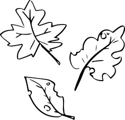 Autumn fallen leaves sketch