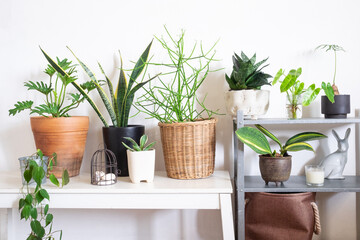 group of plants for home decoration