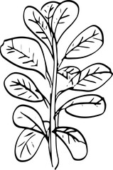 rubber plant, red sketch