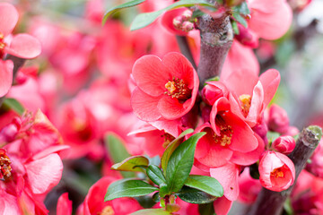 Chaenomeles japonica blooms in spring, red flowers on a shrub.