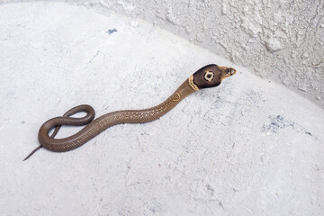 Little Venomous snake Monocled Siamese cobra baby (Naja kaouthia) on the cement floor.