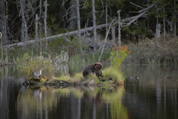 A cute beaver standing on an island in a lake, surrounded by green plants and vegetation. 