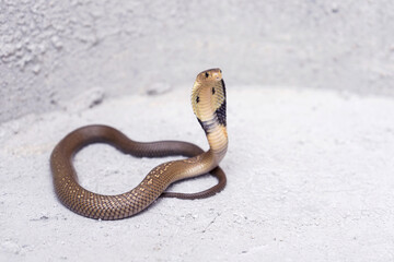 Little Venomous snake Monocled Siamese cobra baby (Naja kaouthia) on the cement floor.