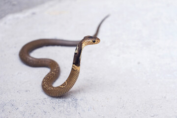 Little Venomous snake Monocled Siamese cobra baby (Naja kaouthia) on the cement floor.