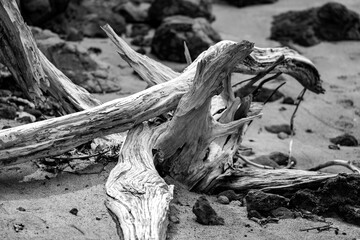 Wooden flotsam and jetsam on a secluded beach near Pointe Dunkerque in Saint Anne, Martinique...