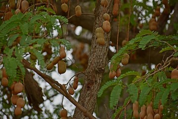 Tamarind Fruit on a tree
