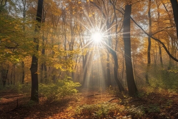 Beautiful landscape of an autumn forest with sunrays penetrating through the branches