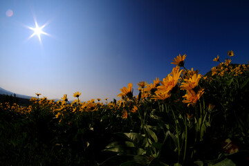 Fototapeta na wymiar Yellow Wild Flowers Alpine with Blue Sky and Sun Sunshine Sunburst