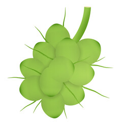 Fresh Green Coconut. Vector Illustration Isolated on White Background. 