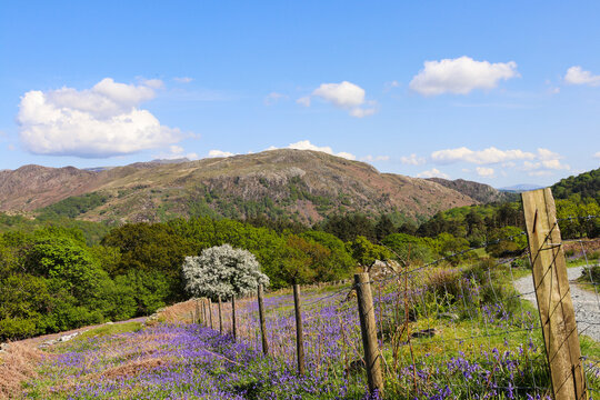 beddgelert forest snowdonia in summer