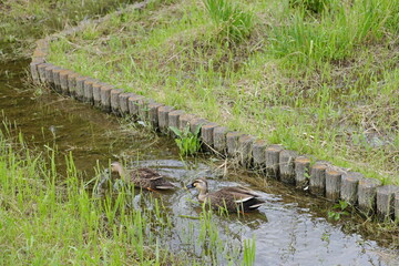 水路のカモ　Ducks in the waterway