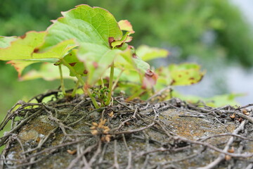 いい感じの若葉　Nice young leaves