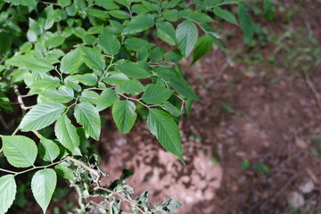 葉っぱとその陰　Leaves and their shade