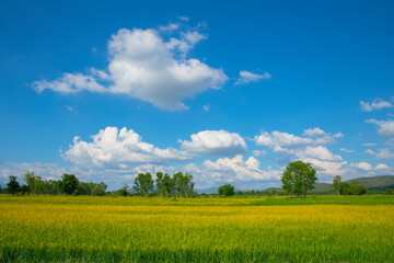 Summer Landscape - Saturated view of rice fields and meadows