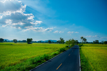 Summer Landscape - Saturated view of rice fields and meadows