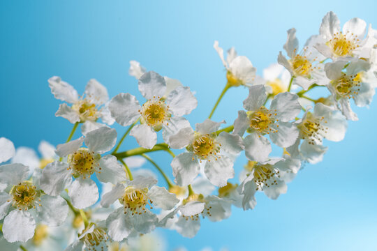 Close-up of a bouquet of white flowers against a blue sky, a branch of white bird cherry, a texture of white flowers, the beauty of nature, pollen on flowers, clean image. Spring Floral Wallpaper
