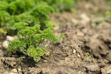 Curly garden parsley (Petroselinum crispum) in a herb bed. Copyspace.