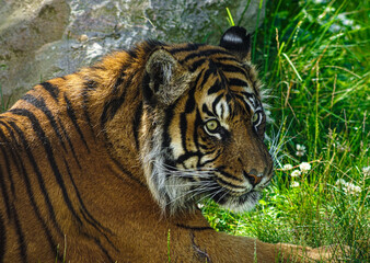 tiger in the zoo