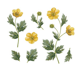 Hand painted illustrations of buttercup flowers. Cottegecore print. Perfect for posters, cards, apparel, home textile, packaging design, stationery and other goods - 604933675