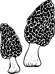 Vector black and white morel mushrooms doodle style isolated on white background