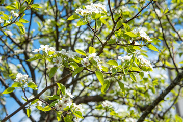 Closeup of a flowering pear tree. Selective focus on the front branches of a pear tree.