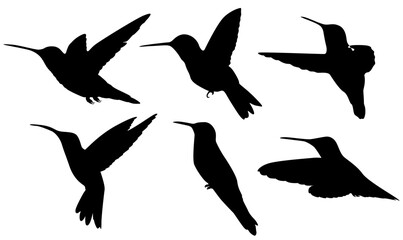 Hummingbirds, beautiful, animal, fly, silhouette, fauna, bird, biology, freedom, icon, nature, art, artwork, background, beak, flight, black, clip art, creative, design, element, emblem, illustration,