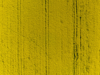 An agriculture field from above where growing the rape plants. The rape is a industrial crop what use it for example making oil.