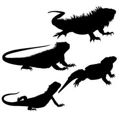 reptile, lizard, iguana, tropical, silhouette, chameleon, biology, animal, icon, zoo, safari, creature, fauna, jungle, pet, nature, art, black, cartoon, collection, clip art, design