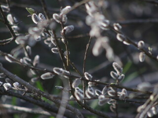 Fluffy willow buds on a blurry background