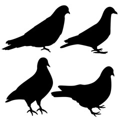 pigeon, animal, beauty, bird, black, silhouette, decoration, design, domestic, dove, dramatic, dream, drift, element, fauna, feather, flight, fly, formation, free, freedom, group, icon, illustration