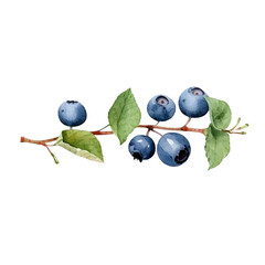 Water color blue berries clip arts