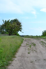 a lush tree stands in a field near the road