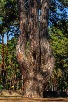Branched pine tree in three parts. Trunks of an old tree in a pine forest