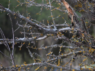An old moss-covered tree against the background of spring trees