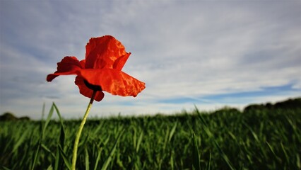 red poppy in green field against the sky