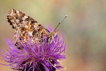 Macro shots, Beautiful nature scene. Closeup beautiful butterfly sitting on the flower in a summer garden.