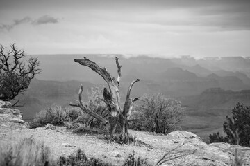 Dead Tree overlooking the Grand Canyon, Arizona. Black and white landscape, clouds, wood, sand, with depth and scope.