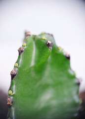 Selective focus close up photo of natural green cactus houseplant.