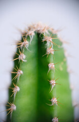 Selective focus close up photo of natural green cactus houseplant with sharp pickles.