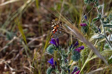 Foto op Canvas Macro shots, Beautiful nature scene. Closeup beautiful butterfly sitting on the flower in a summer garden. © blackdiamond67