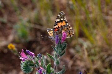 Foto op Plexiglas Macro shots, Beautiful nature scene. Closeup beautiful butterfly sitting on the flower in a summer garden. © blackdiamond67