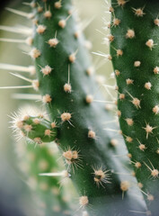 Selective focus close up photo of natural green cactus houseplant with sharp pickles.