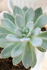 Selective focus close up photo of natural green succulent cactus houseplant.