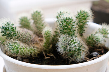 Selective focus close up photo of natural green cactus houseplant with sharp pickles in a pot.