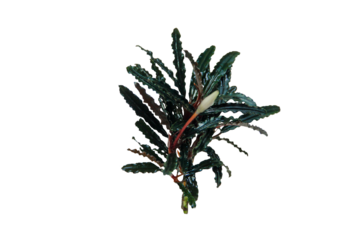 Beautiful Small leaf Bucephalandra Red velvet or aquatic aroid plant isolated. PNG transparency
