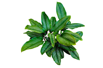 Calathea ornata (Pin-stripe Calathea) Tropical foliage plant popular indoor houseplant isolated....