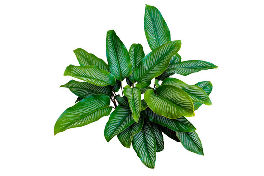 Calathea ornata (Pin-stripe Calathea) Tropical foliage plant popular indoor houseplant isolated. PNG transparency