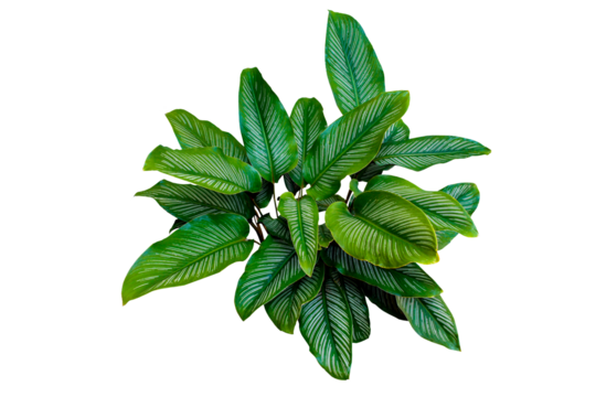 Calathea ornata (Pin-stripe Calathea) Tropical foliage plant popular indoor houseplant isolated. PNG transparency