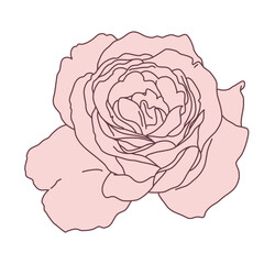 Rose flower blooming line filled pink color illustration. Hand drawn realistic detailed vector illustration clipart.